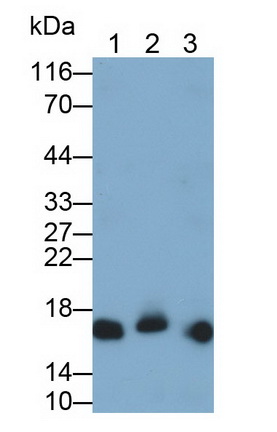 Polyclonal Antibody to Allograft inflammatory factor 1 (AIF1)