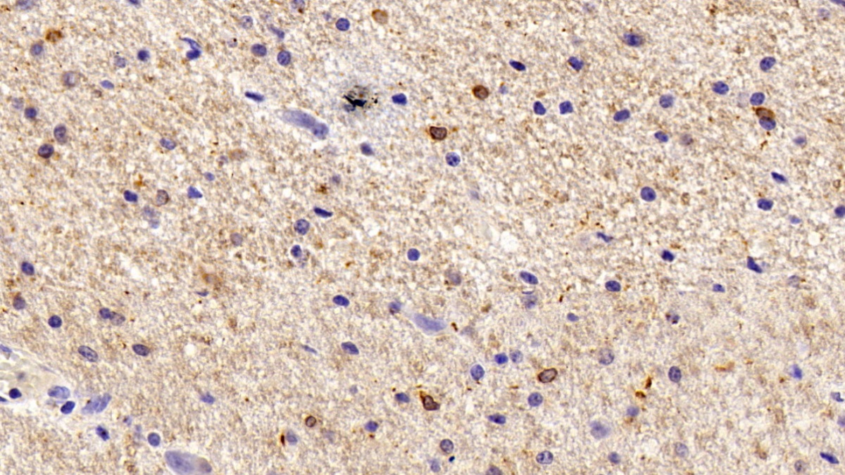 Polyclonal Antibody to Allograft inflammatory factor 1 (AIF1)