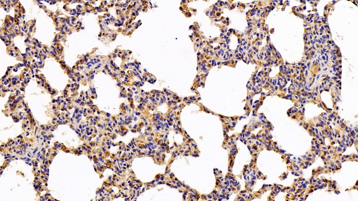 Polyclonal Antibody to Allograft inflammatory factor 1 (AIF1)
