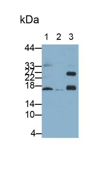 Polyclonal Antibody to Allograft inflammatory factor 1 (AIF1)
