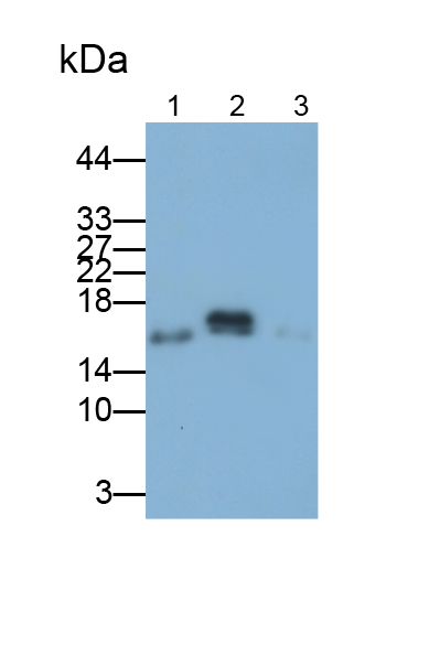 Polyclonal Antibody to Allograft inflammatory factor 1 (AIF1)
