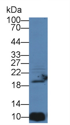 Polyclonal Antibody to Allograft inflammatory factor 1 (AIF1)