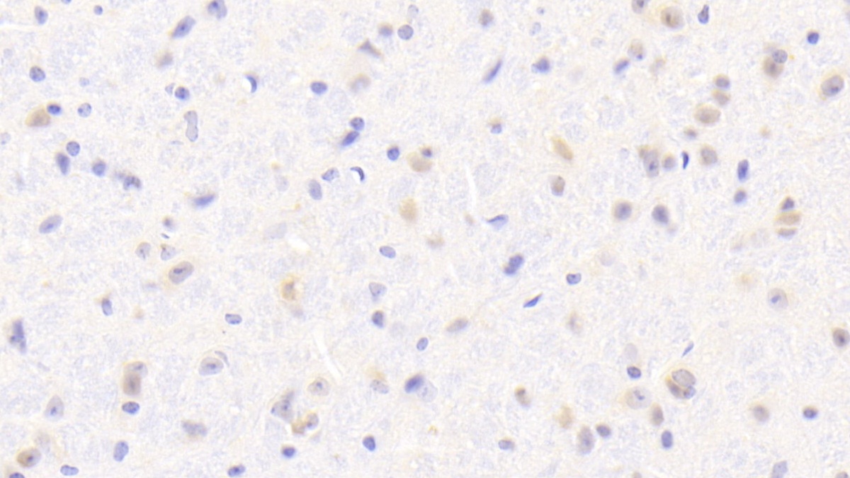 Polyclonal Antibody to Allograft inflammatory factor 1 (AIF1)