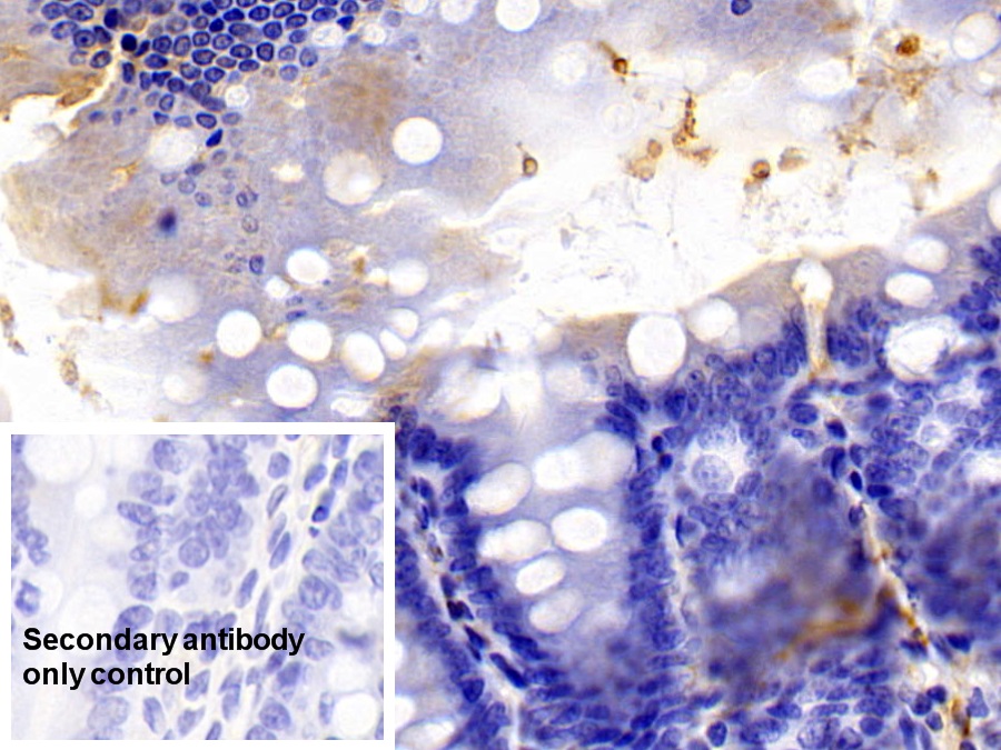 Polyclonal Antibody to Ionized Calcium-binding Adapter Molecule 1 (IBA1)