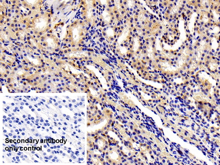 Polyclonal Antibody to Allograft inflammatory factor 1 (AIF1)