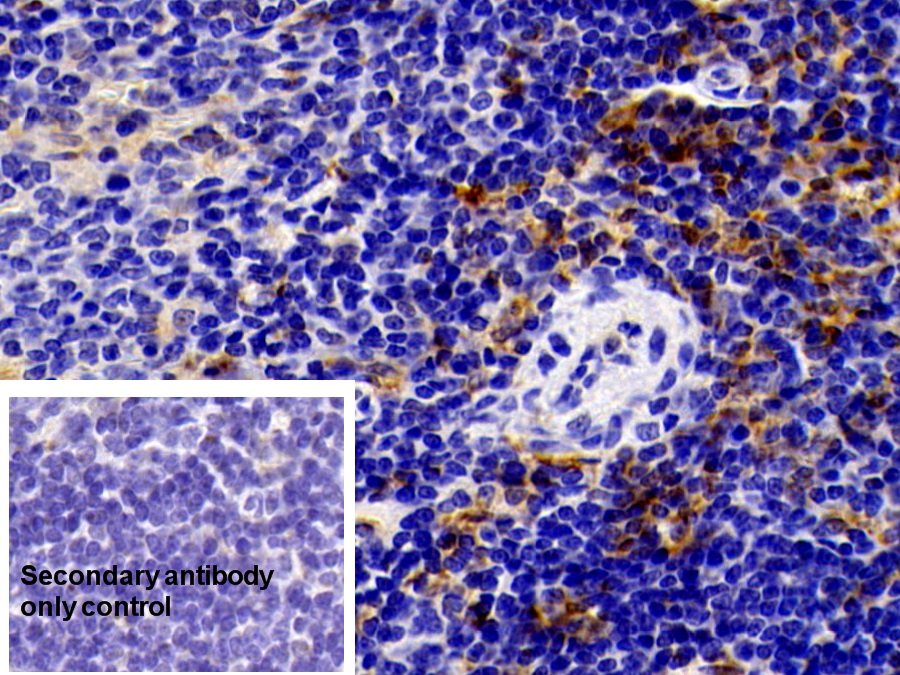 Polyclonal Antibody to Allograft inflammatory factor 1 (AIF1)