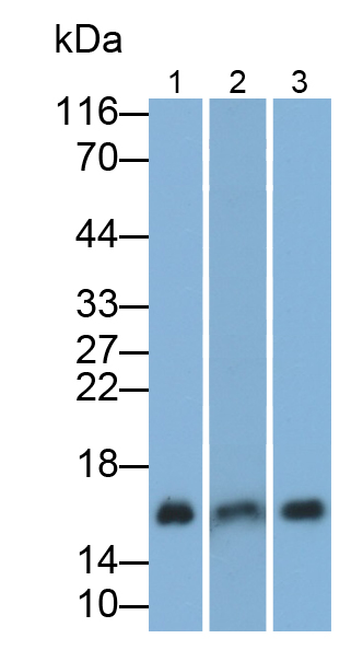 Polyclonal Antibody to Allograft inflammatory factor 1 (AIF1)