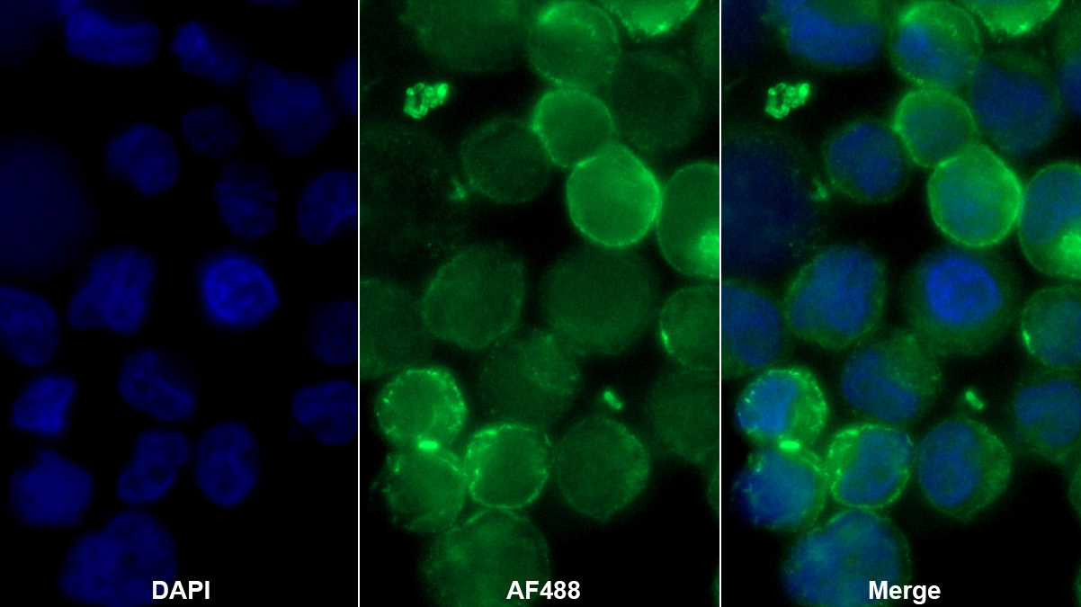 Polyclonal Antibody to Angiomotin (AMOT)