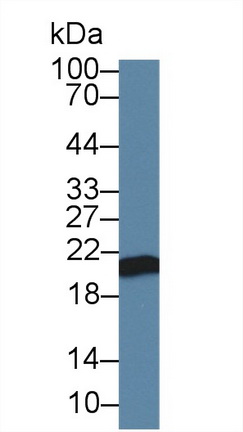 Polyclonal Antibody to Apolipoprotein M (APOM)