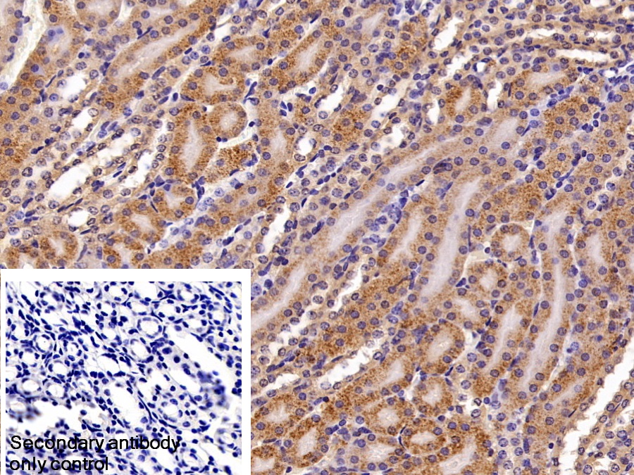 Polyclonal Antibody to Apolipoprotein M (APOM)