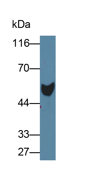 Polyclonal Antibody to Antithrombin (AT)