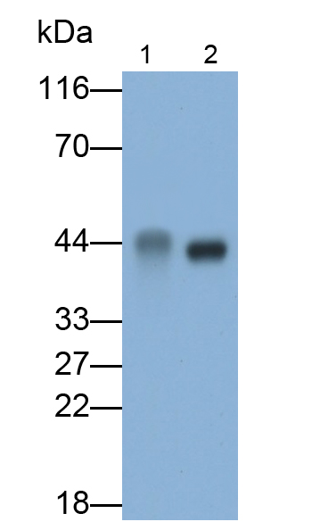 Polyclonal Antibody to Asporin (ASPN)