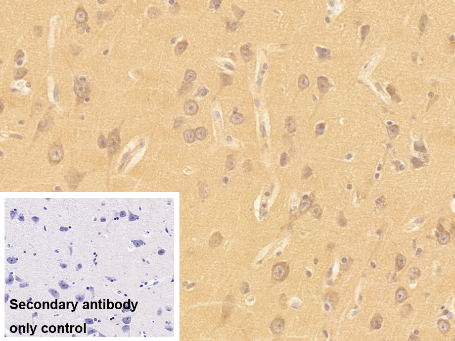 Polyclonal Antibody to Bcl2 Associated Athanogene 3 (BAG3)