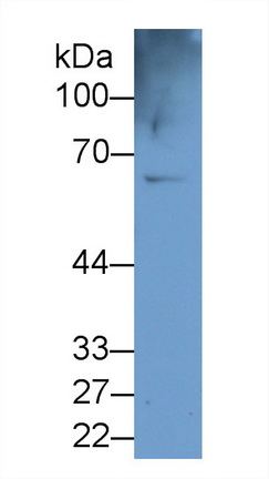 Polyclonal Antibody to Carboxylesterase 1 (CES1)