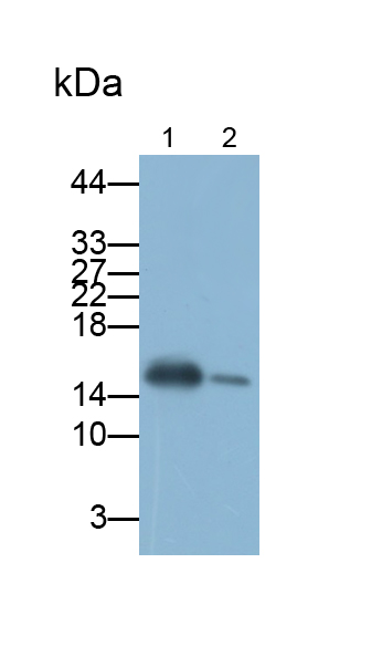Polyclonal Antibody to Charcot Leyden Crystal Protein (CLC)