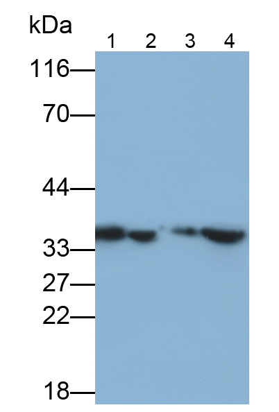 Polyclonal Antibody to Chloride Intracellular Channel Protein 1 (CLIC1)