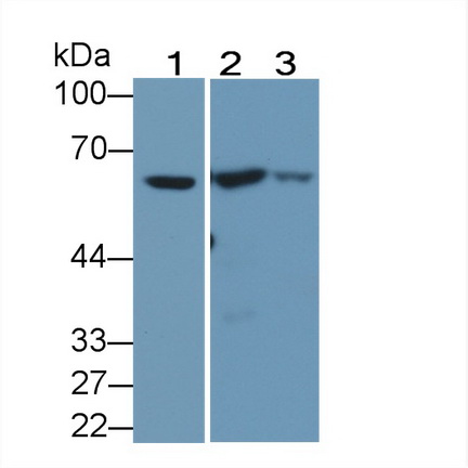 Polyclonal Antibody to Carnitine Acetyltransferase (CRAT)