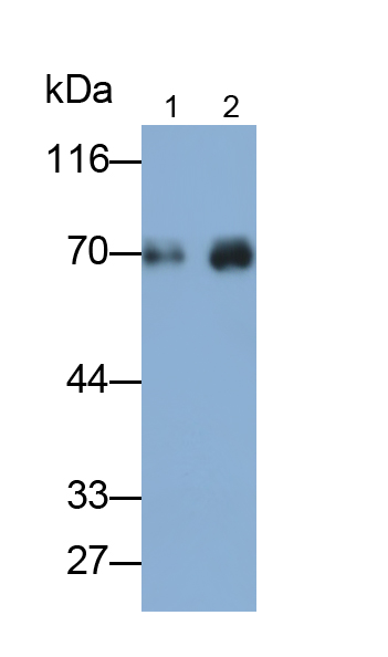 Polyclonal Antibody to Carnitine Acetyltransferase (CRAT)