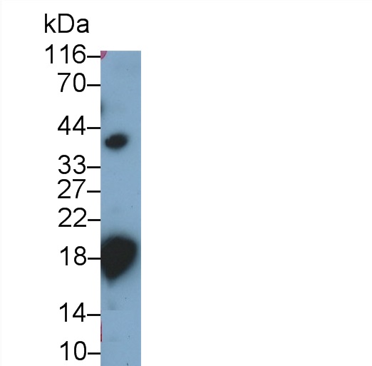 Polyclonal Antibody to Cathelicidin Antimicrobial Peptide (CAMP)