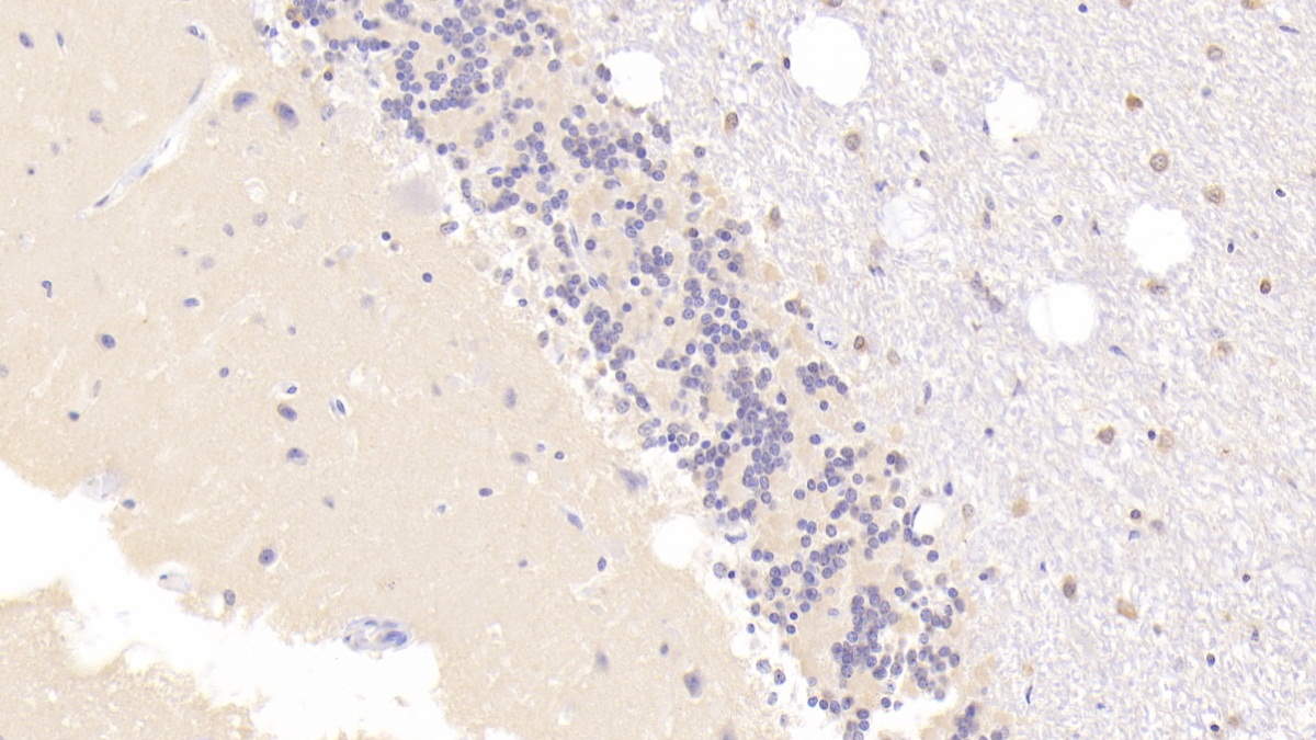Polyclonal Antibody to Endonuclease G, Mitochondrial (ENDOG)