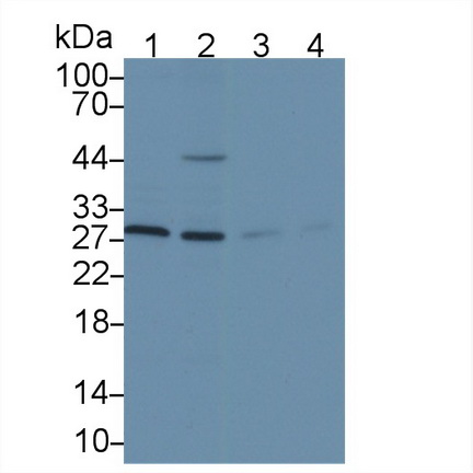 Polyclonal Antibody to Endoplasmic Reticulum Protein 29 (ERP29)