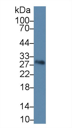 Polyclonal Antibody to Endoplasmic Reticulum Protein 29 (ERP29)