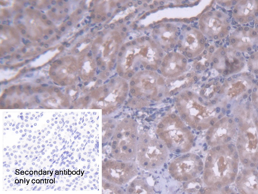 Polyclonal Antibody to Endoplasmic Reticulum Protein 29 (ERP29)