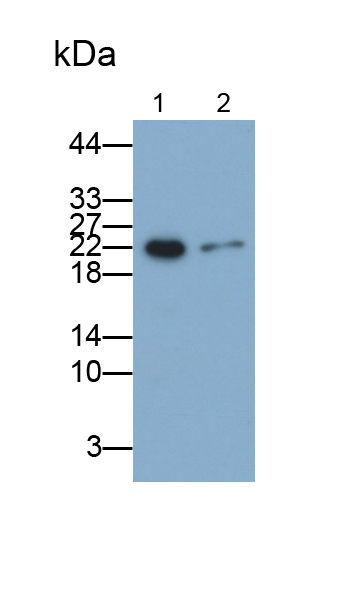 Polyclonal Antibody to Endothelial Cell Specific Molecule 1 (ESM1)
