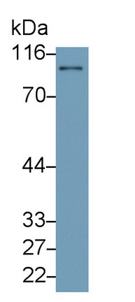 Polyclonal Antibody to Fibroblast Activation Protein Alpha (FAPa)