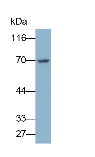 Polyclonal Antibody to Fibulin 1 (FBLN1)