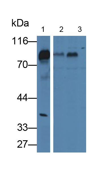 Polyclonal Antibody to Fibulin 1 (FBLN1)