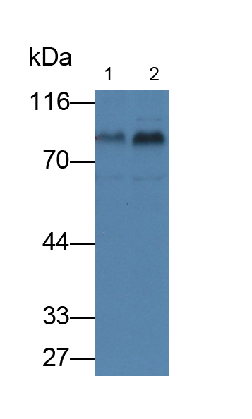 Polyclonal Antibody to Fibulin 1 (FBLN1)