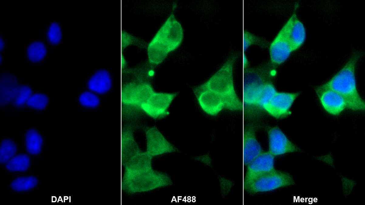Polyclonal Antibody to Flotillin 2 (FLOT2)
