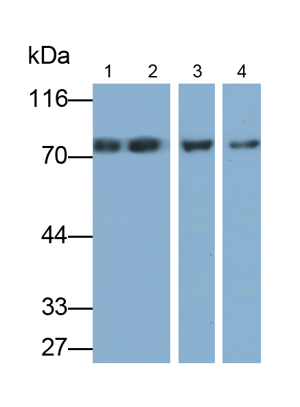 Polyclonal Antibody to Formin Binding Protein 1 (FNBP1)