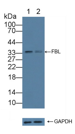 Polyclonal Antibody to Fibrillarin (FBL)
