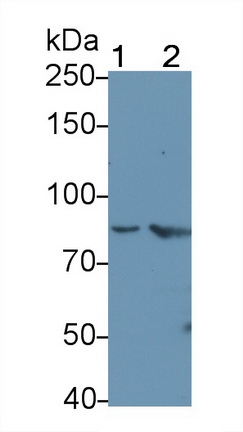 Polyclonal Antibody to Prostate-specific Membrane Antigen (PMSA)