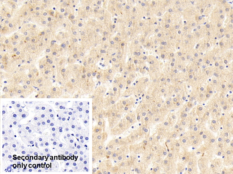 Polyclonal Antibody to Granulin (GRN)