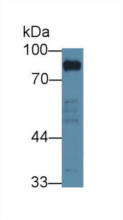 Polyclonal Antibody to Hemopoietic Cell Kinase (HCK)