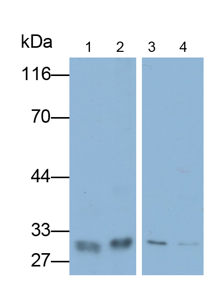 Polyclonal Antibody to Histone H1 (H1)
