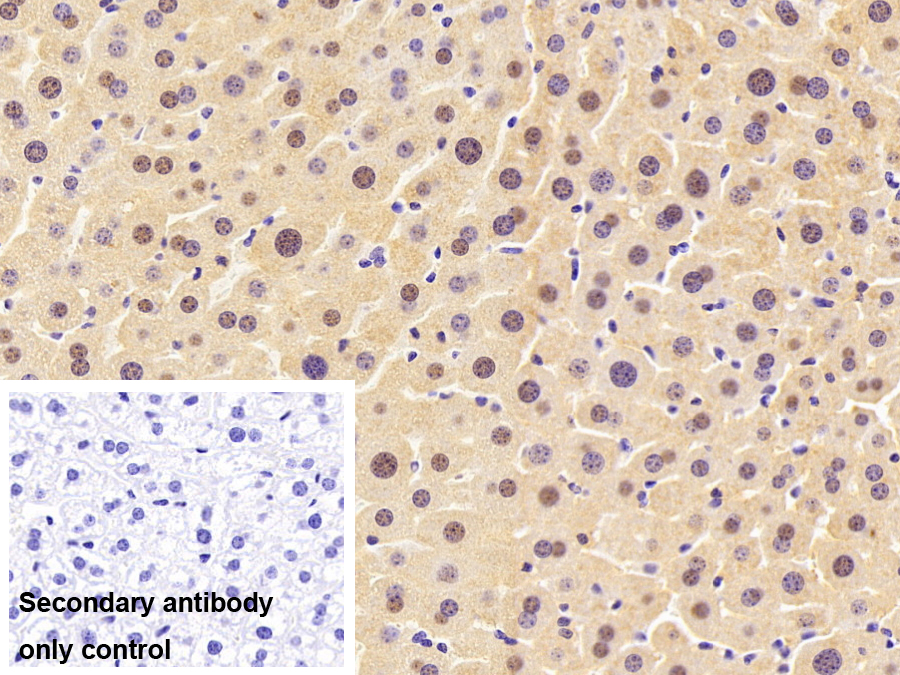 Polyclonal Antibody to Histone H1 (H1)