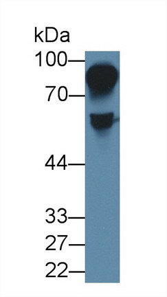 Polyclonal Antibody to Histidine Rich Glycoprotein (HRG)