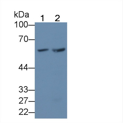 Polyclonal Antibody to Karyopherin Alpha 3 (KPNa3)