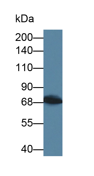 Polyclonal Antibody to Leucine Rich Repeats And Death Domain Containing Protein (LRDD)