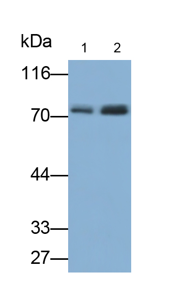 Polyclonal Antibody to Virus Induced Signaling Adapter (VISA)