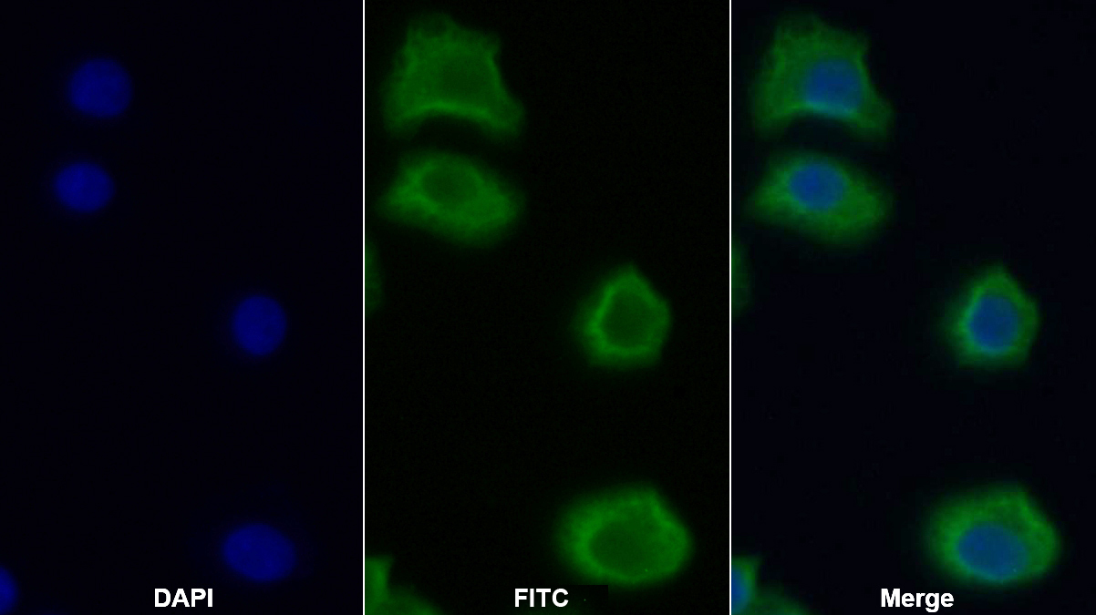 Polyclonal Antibody to Induced Myeloid Leukemia Cell Differentiation Protein Mcl-1 (MCL1)