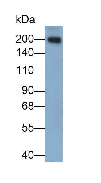 Polyclonal Antibody to Multimerin 1 (MMRN1)