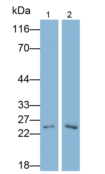 Polyclonal Antibody to Methionine Sulfoxide Reductase A (MSRA)