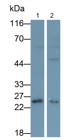 Polyclonal Antibody to Methionine Sulfoxide Reductase A (MSRA)