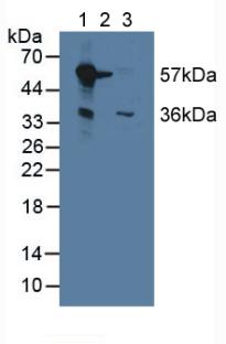 Polyclonal Antibody to Monoamine Oxidase B (MAOB)