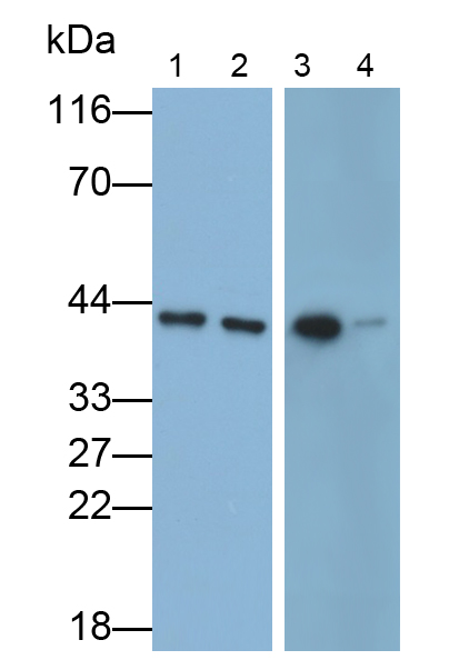 Polyclonal Antibody to 2',5'-Oligoadenylate Synthetase 1 (OAS1)